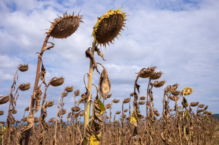 France, La Chapelle-Sous-Brancion, 2022-08-26. Sunflower fields suffer from drought. The plants are all withered. Photog