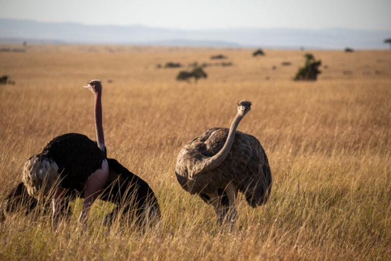 Kenya, Nairobi, 2018-09-17. Afrique, Kenya, 17/09/18, deux autruches dans la savane, en gros plan. Safari Photo dans la 