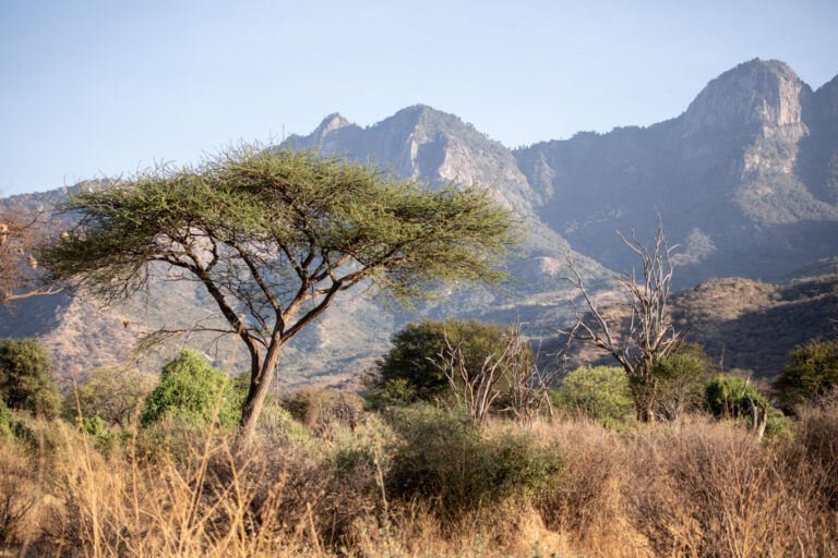 Kenya, Nairobi, 2018-09-17. Afrique, Kenya, 17/09/18, Samburu, paysage de montagne avec des accacias verts en premier pl