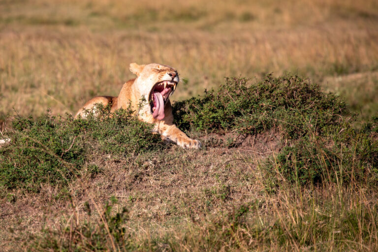 Kenya, Nairobi, 2018-09-17. Afrique, Kenya, 17/09/18, Massai Mara, une lionne baille et montre ses canines pointues, Saf