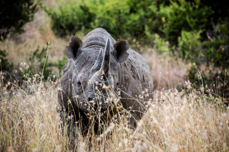Kenya, Nairobi, 2018-09-17. Afrique, Kenya, 17/09/18, Borana, un rhinoceros noir en gros plan marche dans les hautes her