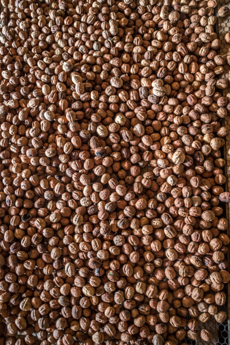 France, 2015-10-08. France, Riols, 2015-10-08, A close-up of a large pile of walnuts in their shells, highlighting their