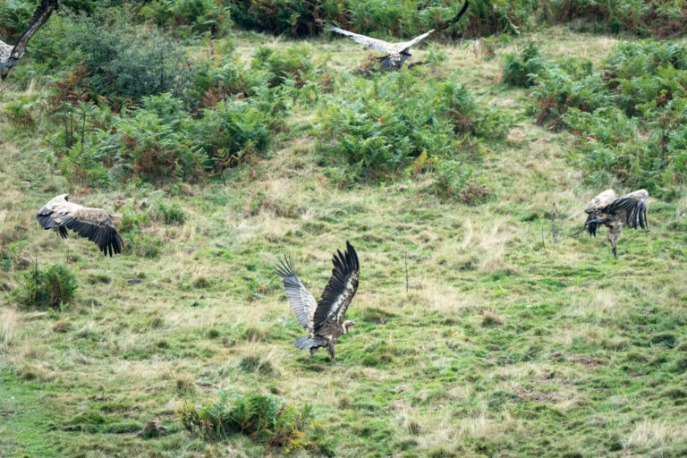 France, Aucun, 2025-08-31. France, Aucun, 2025-08-31, A vulture flies in the French Pyrenees. Photographs by Jonathan Ca