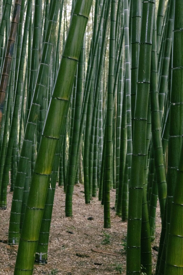 Japon, Kyoto, 2025-10-04. Japon, Kyoto, 2025-10-04, Vue rapprochee de hautes tiges de bambou vert dense poussant dans la
