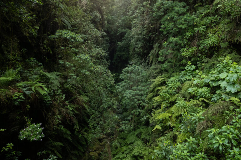 Portugal, 2024-03-19. Madeira, Portugal, March 2024 - Forests are dense and luxuriant in the northern valleys of the isl