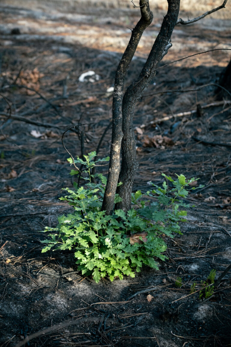 France, Saumos, 2026-09-07. - One month after the devastating summer wildfires in Gironde, plants like these ferns find 