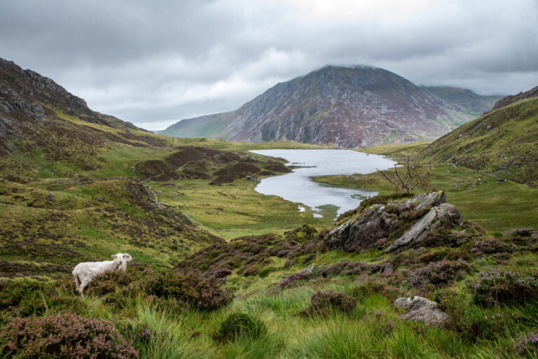 United Kingdom, Snowdonia, 2022-08-26. Un lac, des nuages, des moutons, des montagnes vertes. C'est souvent ainsi que se