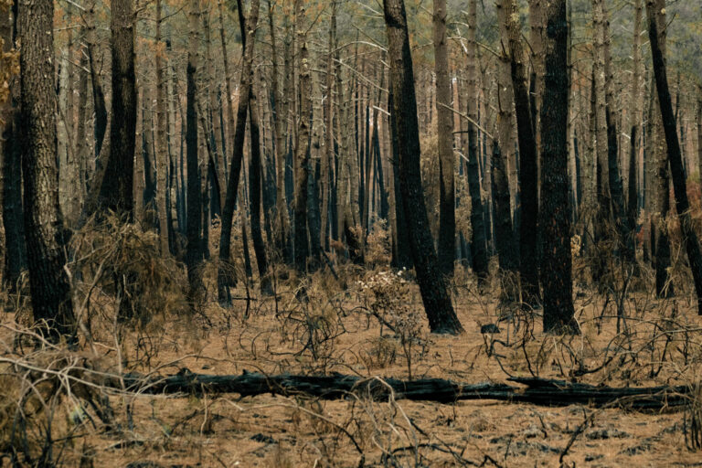 France, Saumos, 2026-09-07. France, Saumos, 07-09-2026. Les pins de cette foret ont partiellement brule. Un mois apres l