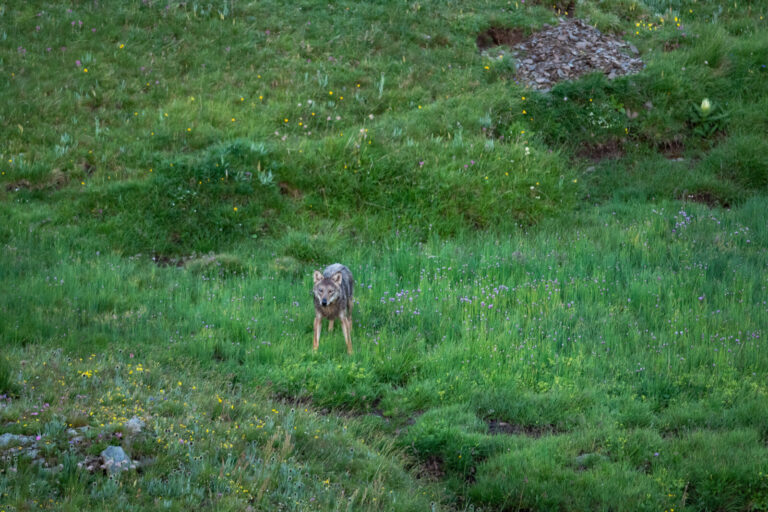 France, Saint Jean de Maurienne, 2022-06-28. In the french alps, a solo wild wolf roaming around in hight altitude, juin
