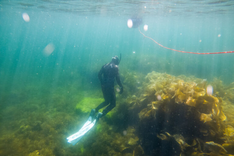 France, Concarneau, 2021-07-07. Underwater ecosystems in Brittany are very rich, for the pleasure of divers and spearfic