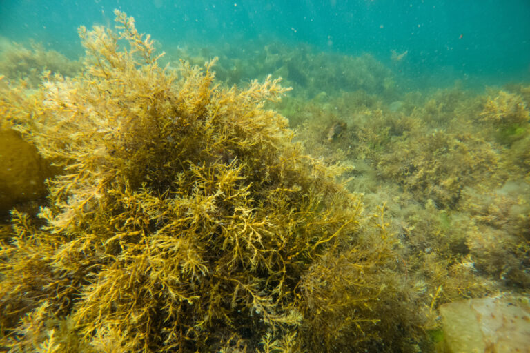 France, Brest, 2022-07-07. Brown seaweed in Brittany - July 2022. Photograph by Oscar CHUBERRE / Collectif DR.France, B