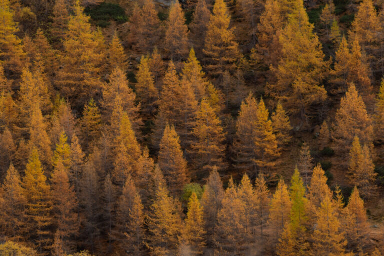 France, Bessans, 2019-10-27. La vallee d' Averole en haute maurienne prend une teinte orangee en septembre et octobre, a