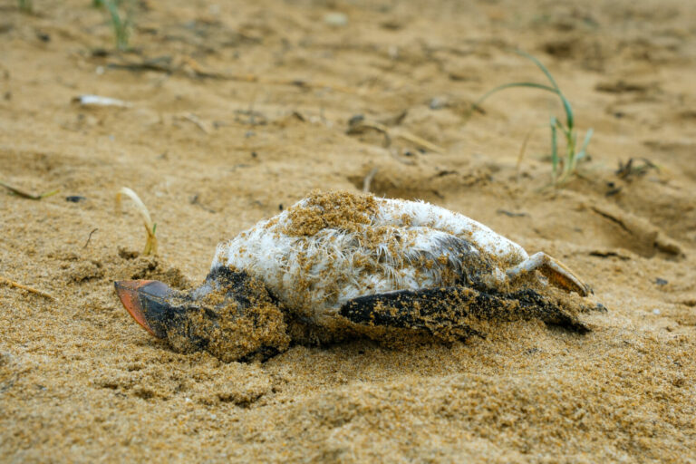France, Morbihan, 2026-02-15. Dead Puffins on an atlantic beach. Hundreds of these seabirds arrive on the coast because 