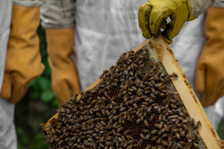 France, Devillac, 2024-07-10. A beekeeper in protective clothing inspects hive frames. Worker bees are seen on the wax h