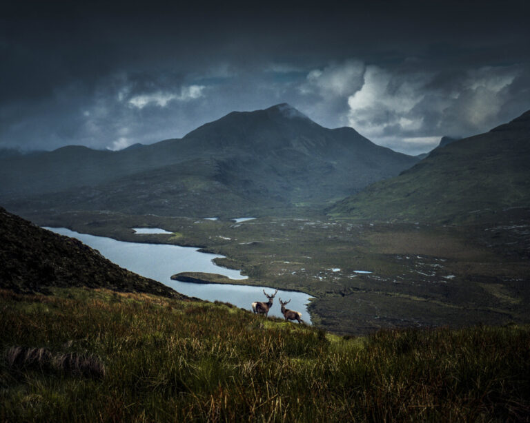 Scotland, Highlands, 2015-06. Two deer graze on the side of a mountain, above a loch, in the Highlands. Scan from a 6x7 