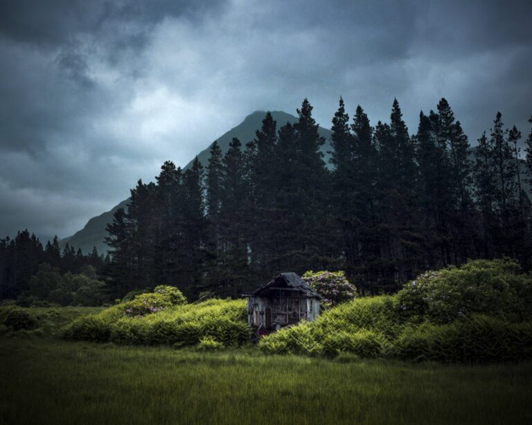 Scotland, Highlands, 2017-06. Enveloped in ferns, at the foot of a mountain and backed by pine trees, a wooden shed is f