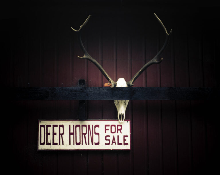 Scotland, Highlands, 2017-06. In the Highlands, a shop that sells deer horns. Scan from a 6x7 negative film. Photograph 