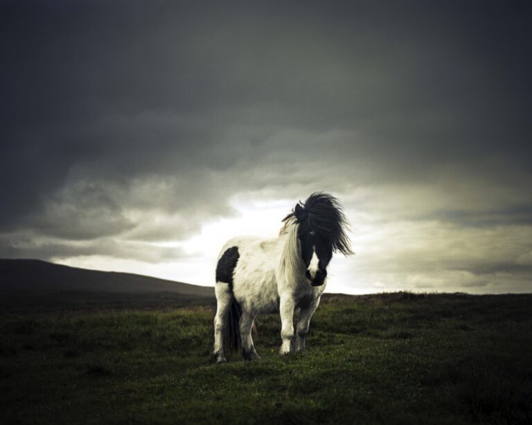 Scotland, Shetland Islands, 2016-06. A lone Shetland pony, in its natural habitat. Scan from a 6x7 negative film. Photog