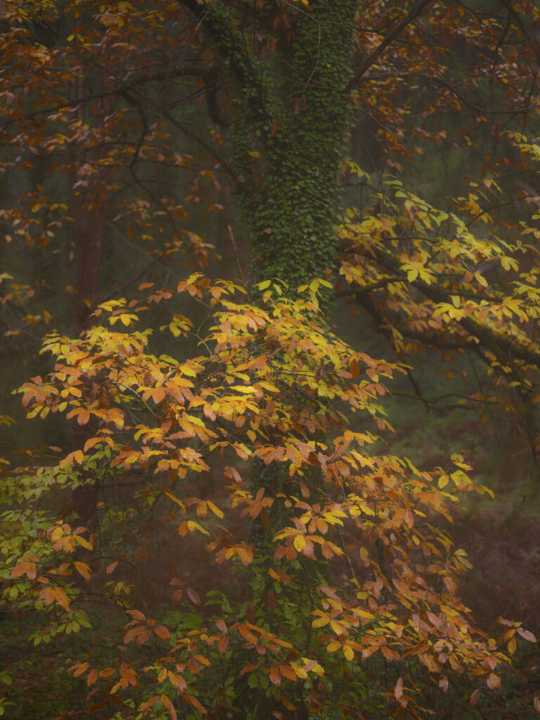 France, Les Herbiers, 2023-12-08. Autumn colors in the Maha forest, at Les Herbiers. Photograph by Pierre Ollier / Colle