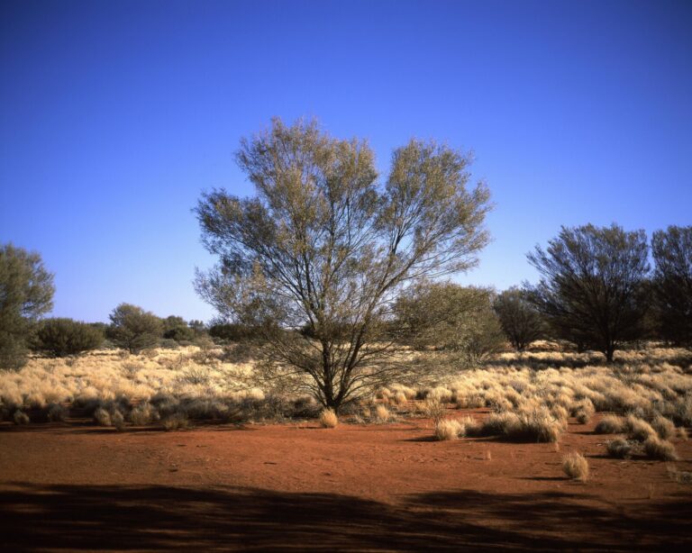 Australia, Uluru-Kata Tjuta National Park, 2012-08. Typical landscape at Uluru/Ayers Rock, in the Australian outback, so