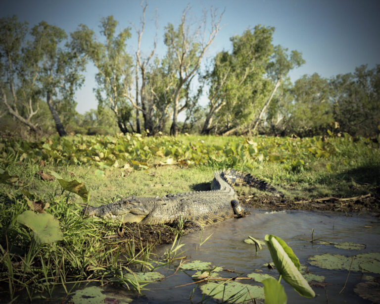Australia, Kakadu National Park, 2012-08. A marine crocodile (called a salty in Australia) rests on the bank of a river,