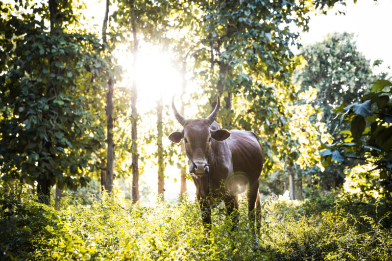 Madagascar, Andzavibe, 2015-05-28. A zebu, at the edge of a forest in Madagascar. Photograph by Pierre Ollier / Collecti