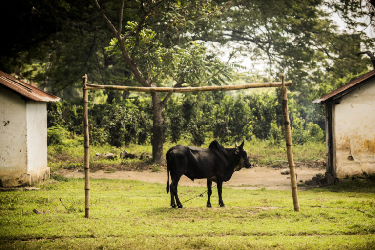 Madagascar, Andzavibe, 2015-05-28. A zebu is a goalkeeper on a football field in a village in Madagascar. Photograph by 