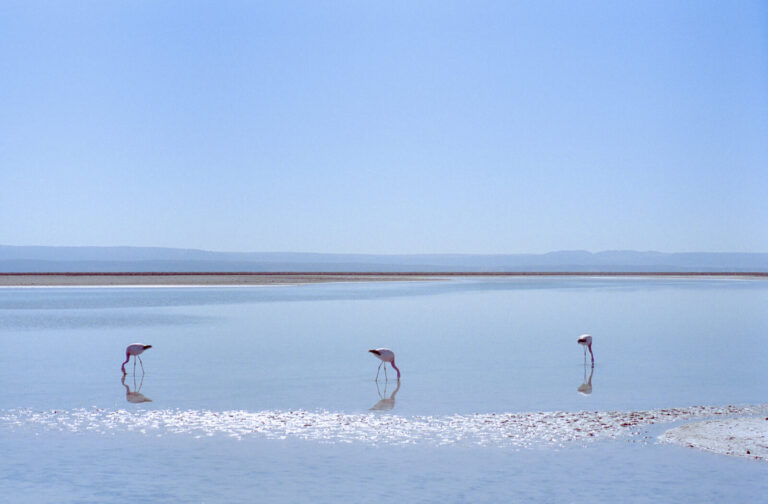 Chile, near San Pedro de Atacama, 2014-08. Flamingos feeding in the Atacama Desert, in the Chaxa Lagoon. Scan from a 24x