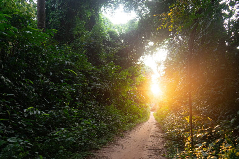 Democratic Republic of Congo, Kasai Province, 2025-01-30. Inside one of Congo's forest galleries, part of the Congo Basi