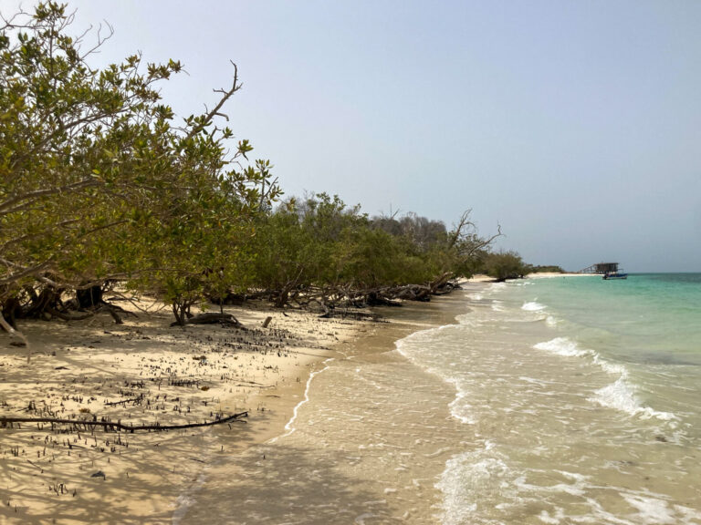 Djibouti, ILE MUCHA, 2022-05-20. DJibouti, MUCHA ISLAND, 2022-05-20 Mangrove trees forming the dying mangroves of Mucha 