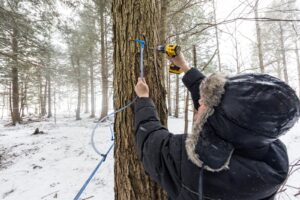 Canada, Quebec, 2025-03-09. Un acericulteur utilise une perceuse a batterie pour forer un trou dans un erable a sucre, p
