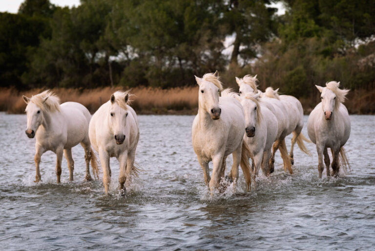 France, 2019-04-28. 28 / 04/2019 : Troupeau de chevaux blancs Camarguais marchant en liberte dans l'eau des marais vers 