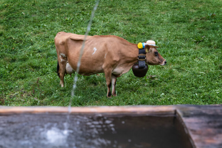 Suisse, Charmey, 2019-09-28. Vache suisse portant un chapeau prete pour participer a la desalpe de Charmey vers Gruyeres