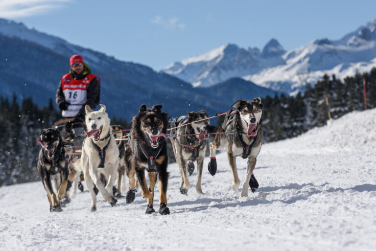 France, 2016-01-19. 20 Janvier 2016, Savoie Mont -Blanc France : Le Musher Benoit Verin et ses chiens de traineau concou