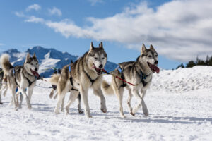 France, 2016-01-19. 20 Janvier 2016, Savoie Mont -Blanc France : Chiens de traineau concourrant a la Grande Odyssee Odys