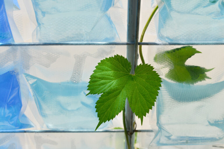 France, Chaumont-sur-Loire, 2022-05-13. Detail du jardin bleu 47 deg, par Nicolas TRIBOULOT, artiste / designer, Arnaud 