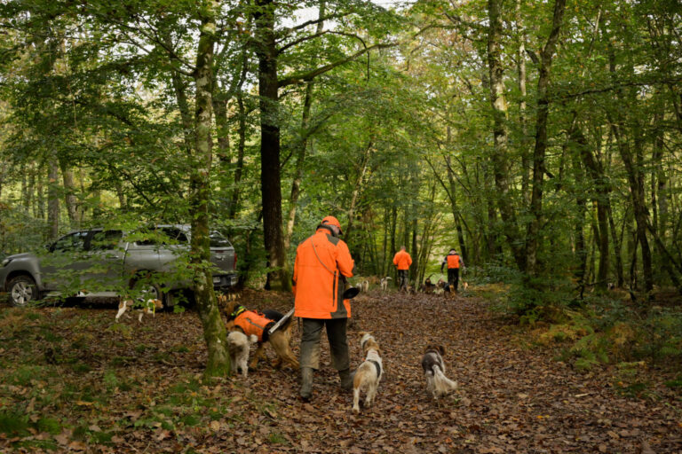 France, La Motte Saint-Jean, 2024-10-20. Hunters, accompanied by their packs of dogs in the undergrowth of a forest, set