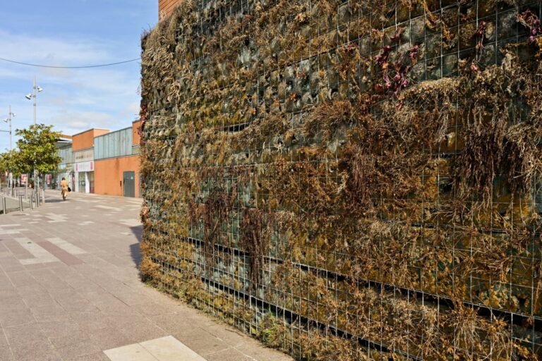 France, Labege, 2025-03-19. A completely dry and neglected green wall in a shopping centre. Photograph by Valerie Quemen