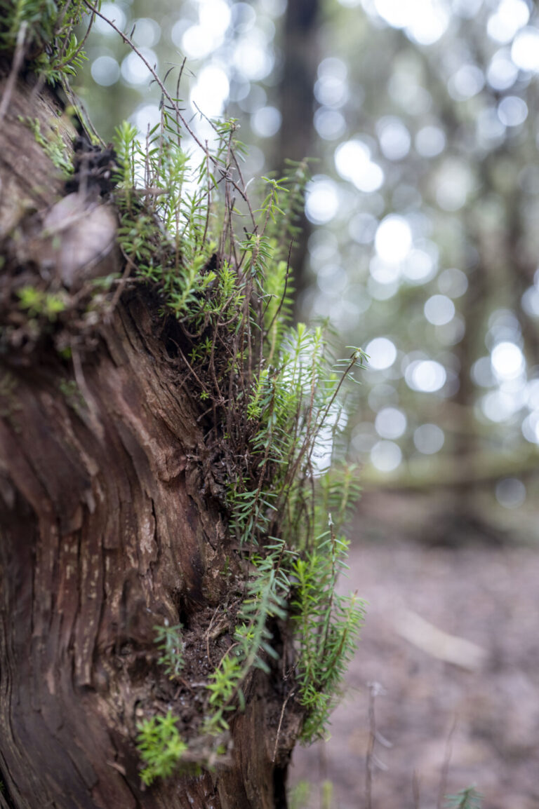 Espagne, LA LAGUNA, 2024-01-06. Spain - Canary Islands - Tenerife 2023-01-06. Focus on a spruce sapling in the Anaga Nat