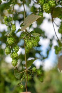 France, Huttendorf, 2019-09-29. Des fleurs de houblon sur leur tige. Photographie de Corinne LONGHI / Collectif DR.