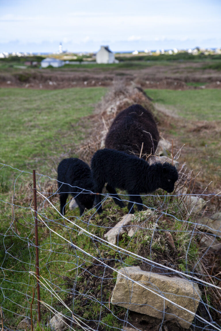 France, Ouessant, 2025-04-17. France, Ouessant, 2025-04-17.The island of Ouessant is located in the Iroise Sea, at the 